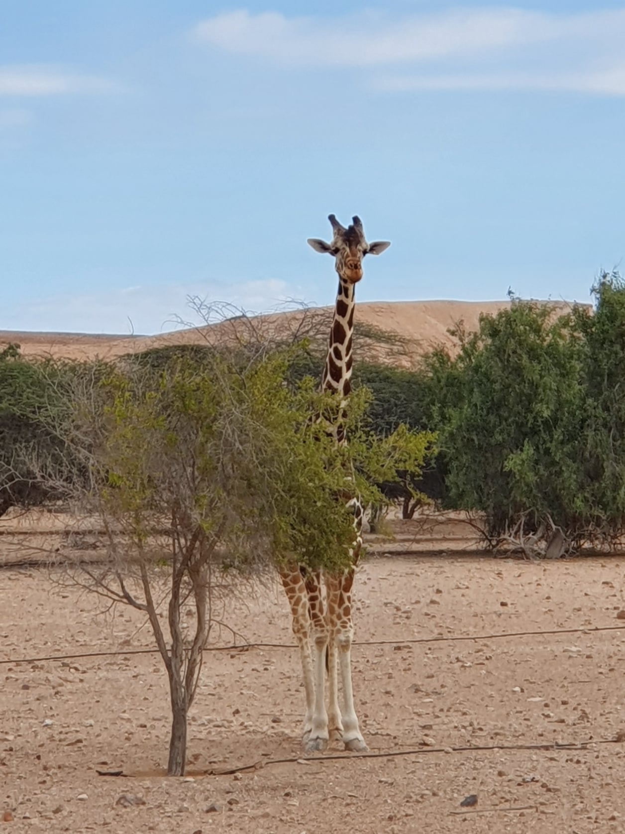 Sir Bani Yas Safari