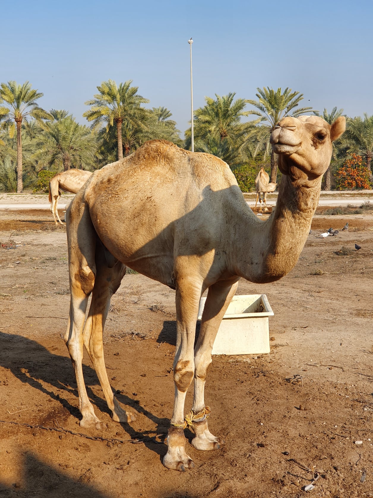 Bahrain Kamelfarm