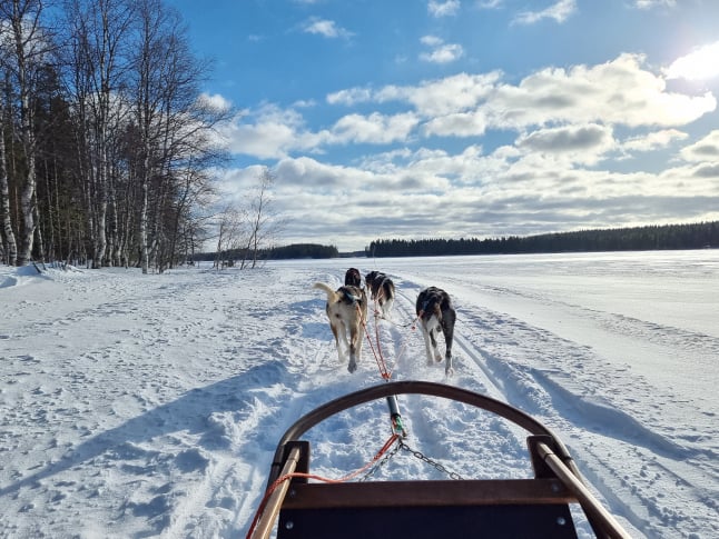 Finnland Kuusamo Hundeschlitten