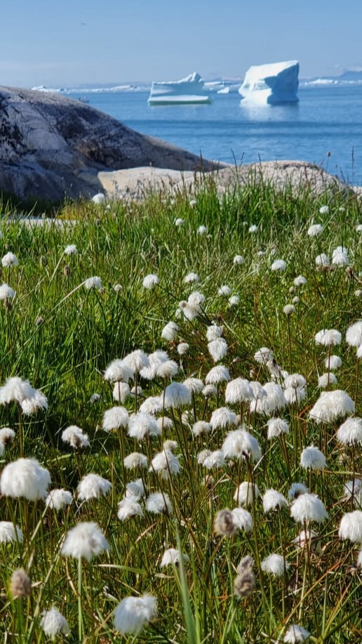 Grönland Ilulissat Eisberge und Blumen