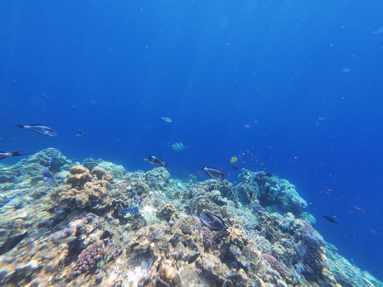 Marsa Alam Hausriff