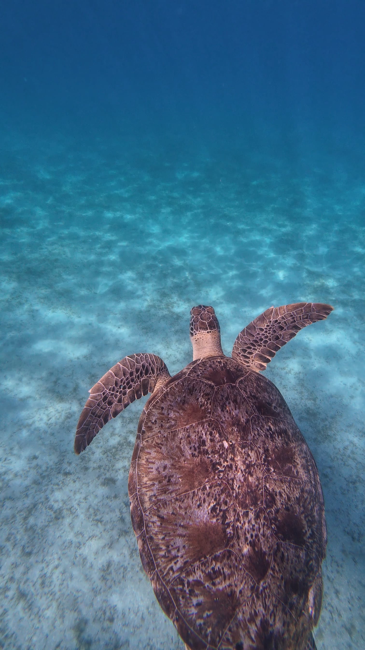 Ägypten Marsa Alam Tauchen Schildkröte